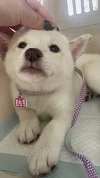 ふじい 様のお迎えした子犬