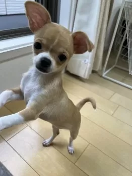 haruharu 様のお迎えした子犬