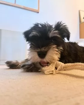 T.M 様のお迎えした子犬
