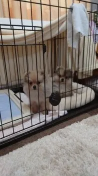 Y.T 様のお迎えした子犬