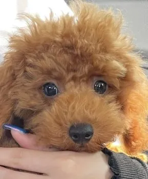 miko 様のお迎えした子犬