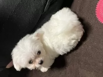 M.S 様のお迎えした子犬