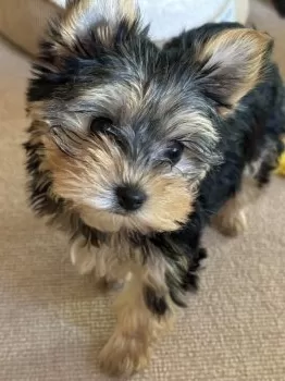 A.S 様のお迎えした子犬