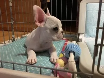 小梅 様のお迎えした子犬