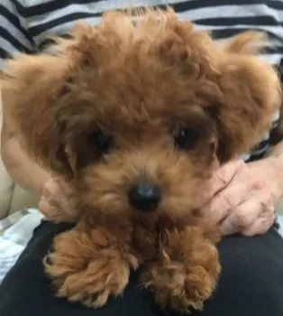 おー 様のお迎えした子犬