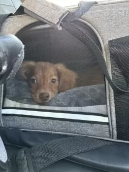 ひろ 様のお迎えした子犬