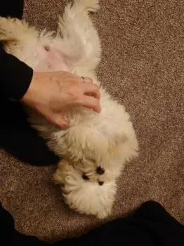 N.O 様のお迎えした子犬