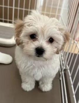 Y.H 様のお迎えした子犬