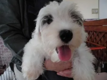 シーリハムテリア 様のお迎えした子犬