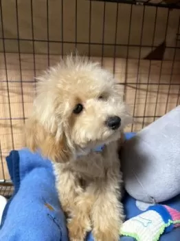 こむぎ 様のお迎えした子犬