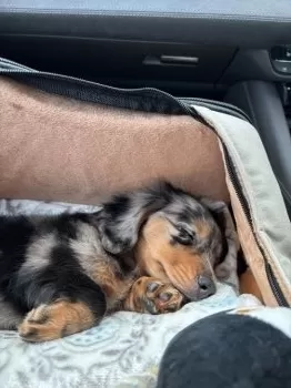 qoo＆roo 様のお迎えした子犬