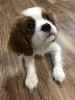 令音ママ 様のお迎えした子犬