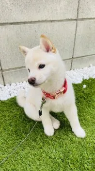 Monica Kinoshita 様のお迎えした子犬