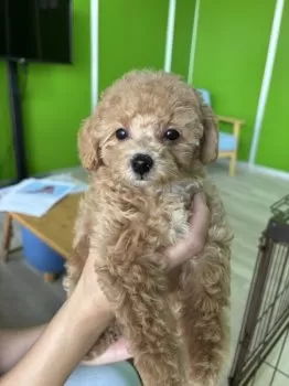 みた 様のお迎えした子犬