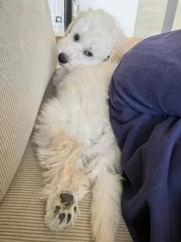 M.T 様のお迎えした子犬