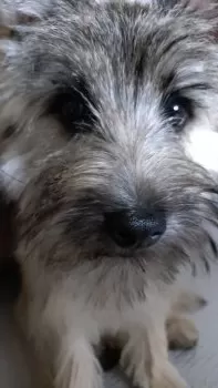 Y.K 様のお迎えした子犬
