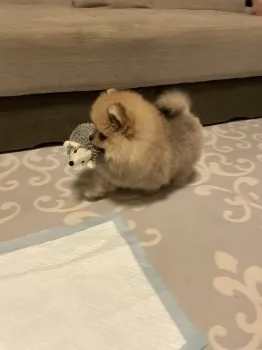 ぽん太 様のお迎えした子犬