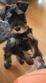 R.K 様のお迎えした子犬