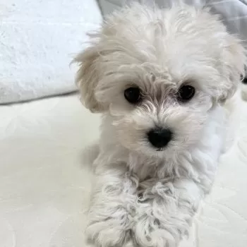 M.G 様のお迎えした子犬