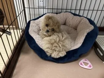 ますちゃん 様のお迎えした子犬