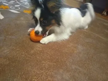 優 様のお迎えした子犬