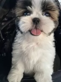 いよまる 様のお迎えした子犬