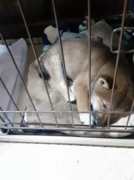 M.T 様のお迎えした子犬