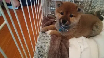 ラム 様のお迎えした子犬