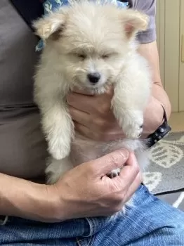 シロクマ 様のお迎えした子犬