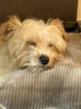 T.U 様のお迎えした子犬