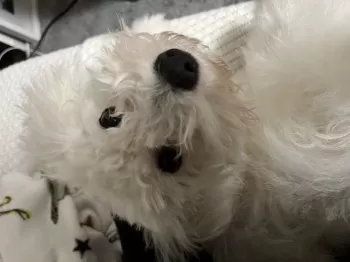 N.H 様のお迎えした子犬