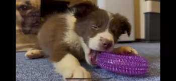 G.O 様のお迎えした子犬