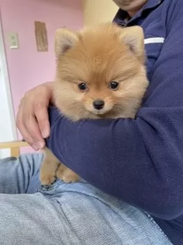 J.H 様のお迎えした子犬