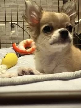 T.M 様のお迎えした子犬