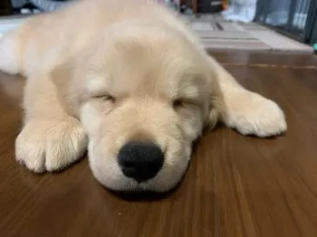 K.H 様のお迎えした子犬