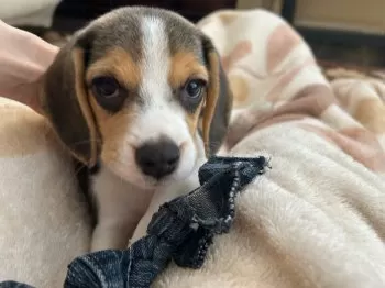 ヒロ 様のお迎えした子犬