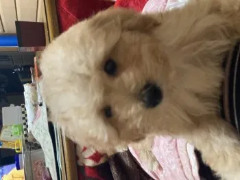 T.ハシモト 様のお迎えした子犬