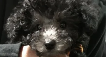 m.s 様のお迎えした子犬