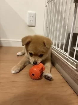 A.S 様のお迎えした子犬