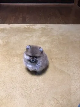 MARU 様のお迎えした子犬