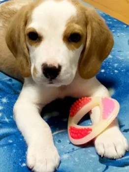 M.H 様のお迎えした子犬