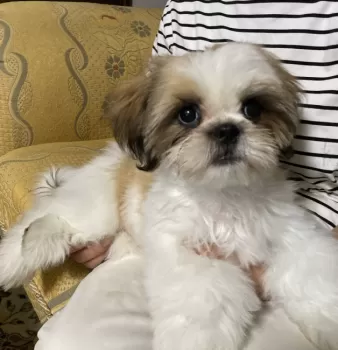 シーズー大好きファミリー 様のお迎えした子犬