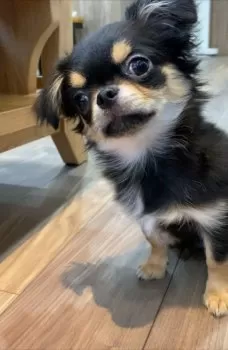 はぎぼん 様のお迎えした子犬