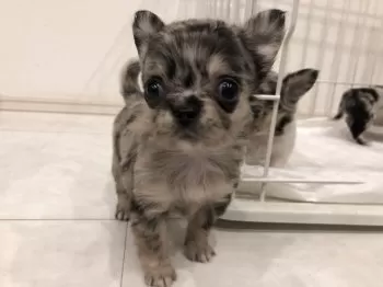 (^^v✩ 様のお迎えした子犬