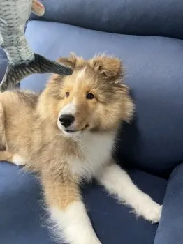 R.T 様のお迎えした子犬