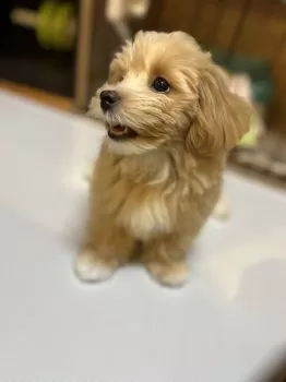 T.H 様のお迎えした子犬