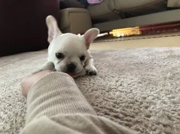 はぶけん 様のお迎えした子犬