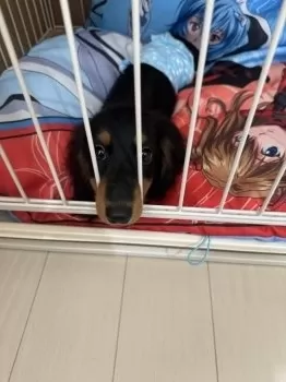 Messiah 様のお迎えした子犬