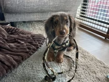 A.G 様のお迎えした子犬