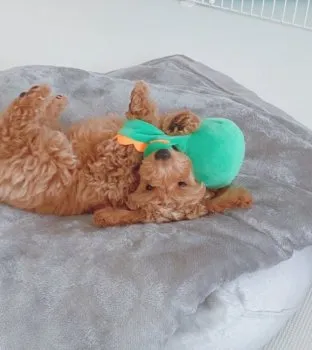 A 様のお迎えした子犬